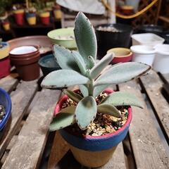 多肉植物　月兎耳
