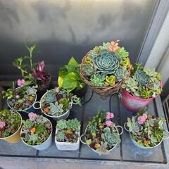 多肉植物うります。の画像