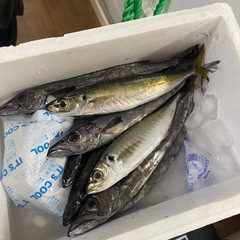 切実に釣り仲間が欲しいです！ − 東京都