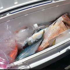 切実に釣り仲間が欲しいです！ - 北区