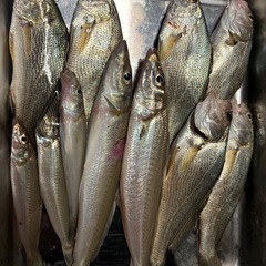 切実に釣り仲間が欲しいです！