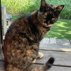 サビ母猫子ども寒い冬がくる前に家族になって下さい