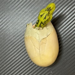 ティラノサウルス　 safari 社　ハッチング　希少価値　　の画像