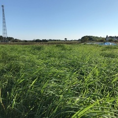 お庭の草刈り　空き地の草刈り　個人様　法人