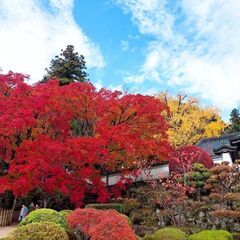 11月12日(火曜日)【行きたい方で12日以外で行きたい方は、要...