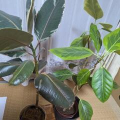 観葉植物