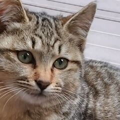 メス猫ちゃんの里親さん募集中です