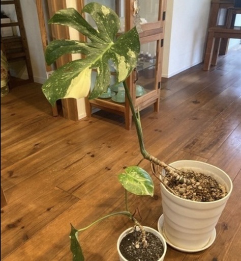 お取引中　希少　黄斑入りモンステラ　2鉢