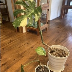 お取引中 希少 黄斑入りモンステラ 2鉢