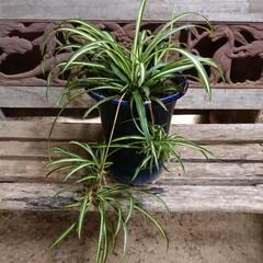 オリヅルラン 植木鉢付き