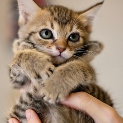 アルバ♡家族ができました
