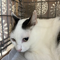 🩷動画付き🐾🩷控えめな性格で可愛い鳴き声🥰個人面会出来ます！