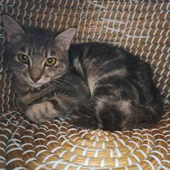 ちょっとびびりなブラウンアメショー柄の仔猫