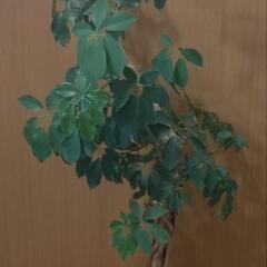 観葉植物　カポック