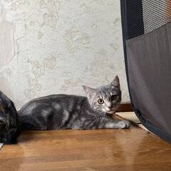 びびりだけど攻撃性なし！グレーのアメショー柄の仔猫
