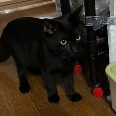 元気いっぱいの黒猫君♪