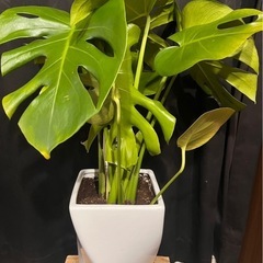 大量出品中　観葉植物　　パキラ　ドラセナ　