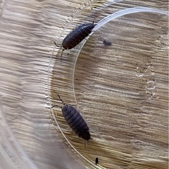 ホソワラジムシ
