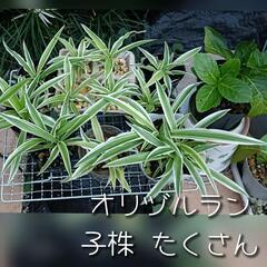 オリヅルラン 子株 1株〜 お選びください♡