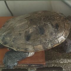 グレーマップタートル、２０年飼育、甲長２３センチ、引き取って頂ける方。