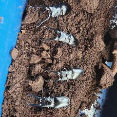 ギラファノコギリクワガタ