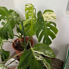 斑入りモンステラ