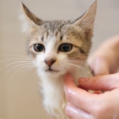 ちむちゅむ♡家族ができました - 猫