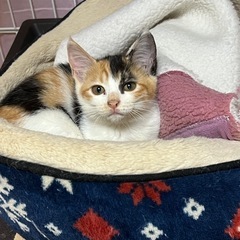 ミケちゃんの家族募集終了！