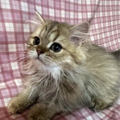 [値下げ🐱] チンチラペルシャの女の子♡