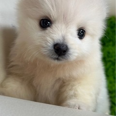 ペキポメ‼️SALE‼️78000‼️超絶美顔‼️ご連絡はお早め...