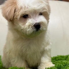 オーナー募集中‼️プードル✖️シーズー❤️70000円‼️超絶美...