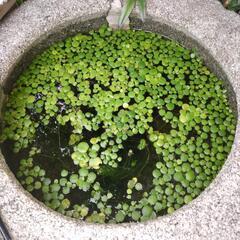 水草 アマモ　浮草 アマゾンフロッグピットの画像