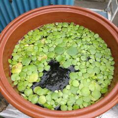 水草 アマモ　浮草 アマゾンフロッグピット
