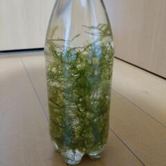 モス　(水草)の画像