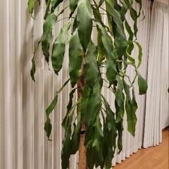 大きな観葉植物！約2m50cm！