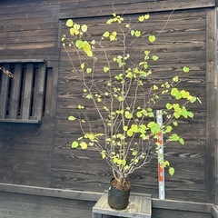 マルバノキ