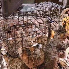 人懐っこくないけど攻撃的になるほど人に慣れていないわけでもない野良猫たちたくさん←←おかげさまで皆様人慣れしていき、懐っこい可愛い子たちになり、順調に新しい飼い主さんに恵まれていっております　心から感謝致しております - 伊勢市