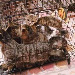 人懐っこくないけど攻撃的になるほど人に慣れていないわけでもない野良猫たちたくさん←←おかげさまで皆様人慣れしていき、懐っこい可愛い子たちになり、順調に新しい飼い主さんに恵まれていっております　心から感謝致しております - 猫