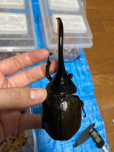 DHエクアトリアヌス