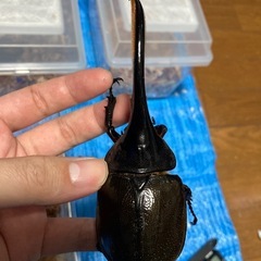 DHエクアトリアヌス