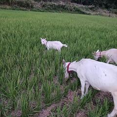 やぎの乳絞り体験