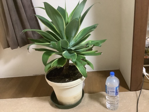 アガベ、アテナータ黄覆輪斑入り