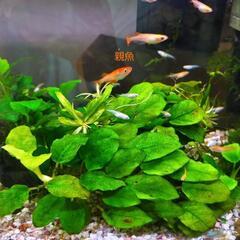 メダカ若魚🍀水草付き🍀1匹の画像