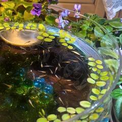 【休止中】メダカ若魚🍀水草付き🍀1匹