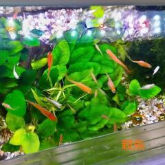 メダカ若魚🍀水草付き🍀1匹の画像