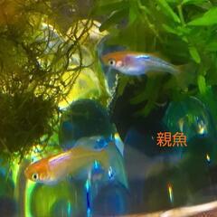メダカ若魚🍀水草付き🍀1匹の画像