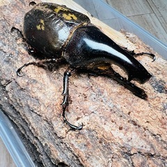 ヘラクレスオオカブト　成虫　オス単品　ヘラクレス　ツノ折れ　カブ...