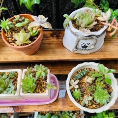 【松竹梅3種写真限り】多肉植物＆鉢セット①の画像