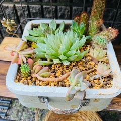 【松竹梅3種写真限り】多肉植物＆鉢セット①の画像