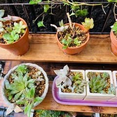 【松竹梅3種写真限り】多肉植物＆鉢セット①の画像